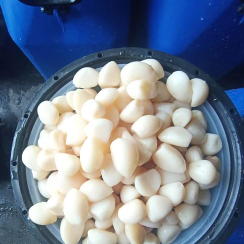 Garlic in Brine With Drum